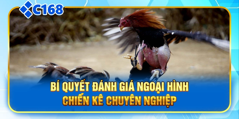 Bí quyết đánh giá ngoại hình chiến kê chuyên nghiệp