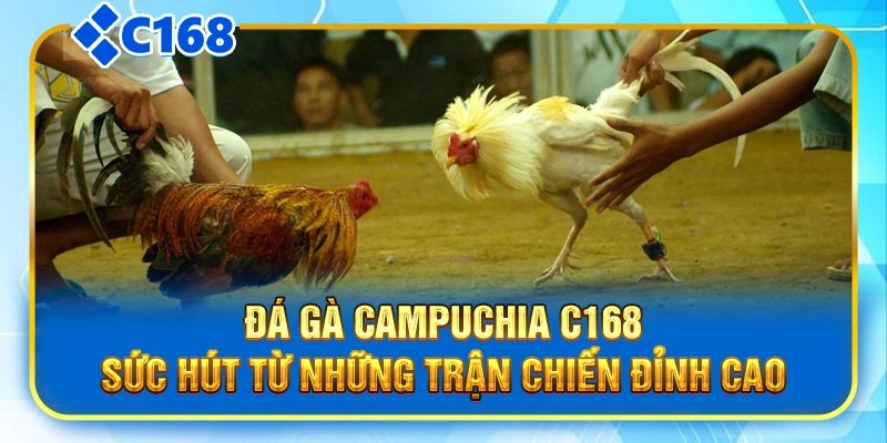 Đá Gà Campuchia C168|Sức Hút Từ Những Trận Chiến Đỉnh Cao