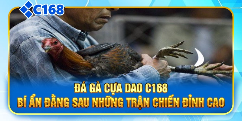 Đá Gà Cựa Dao C168|Bí Ẩn Đằng Sau Những Trận Chiến Đỉnh Cao