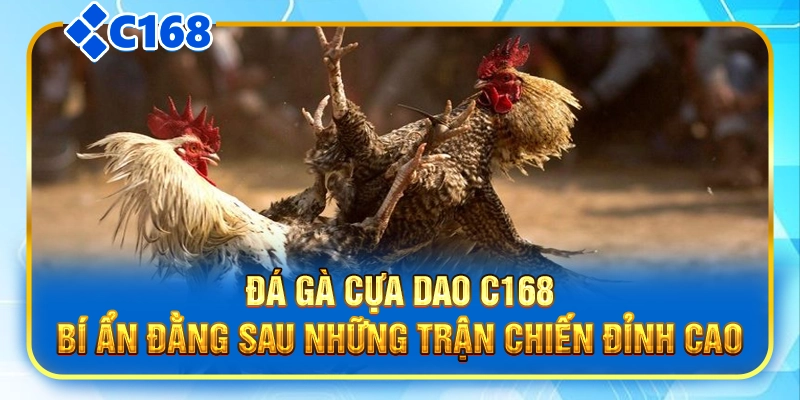 Đá Gà Cựa Sắt C168|Sức Hấp Dẫn Khó Cưỡng Của Giải Đấu Lớn