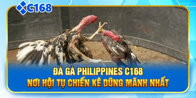 Đá Gà Philippines C168|Nơi Hội Tụ Chiến Kê Dũng Mãnh Nhất