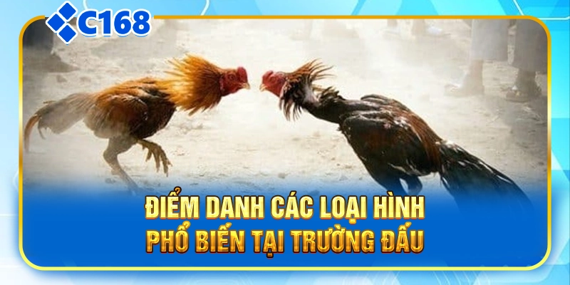 Điểm danh các loại hình phổ biến tại trường đấu