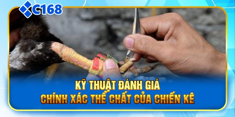 Kỹ thuật đánh giá chính xác thể chất của chiến kê