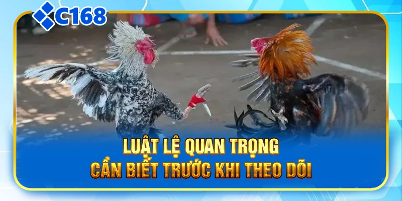 Luật lệ quan trọng cần biết trước khi theo dõi