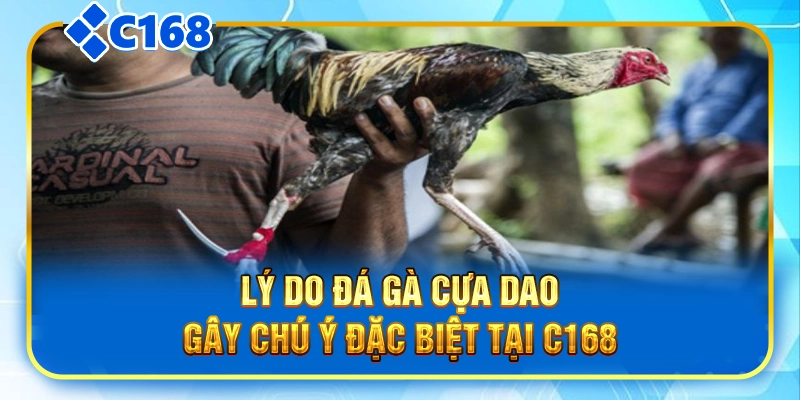 Lý do đá gà cựa dao gây chú ý đặc biệt tại C168