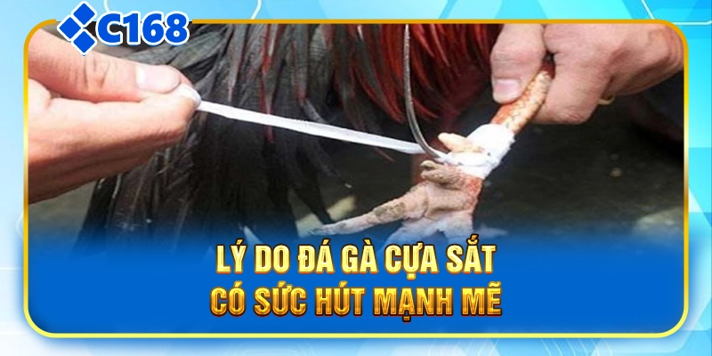 Lý do đá gà cựa sắt có sức hút mạnh mẽ