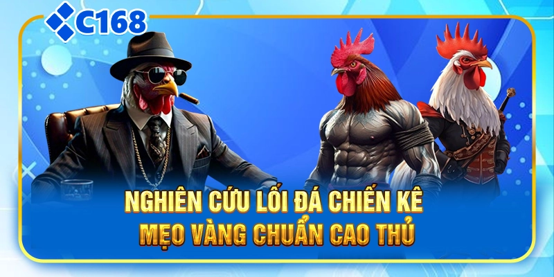 Nghiên cứu lối đá chiến kê, mẹo vàng chuẩn cao thủ